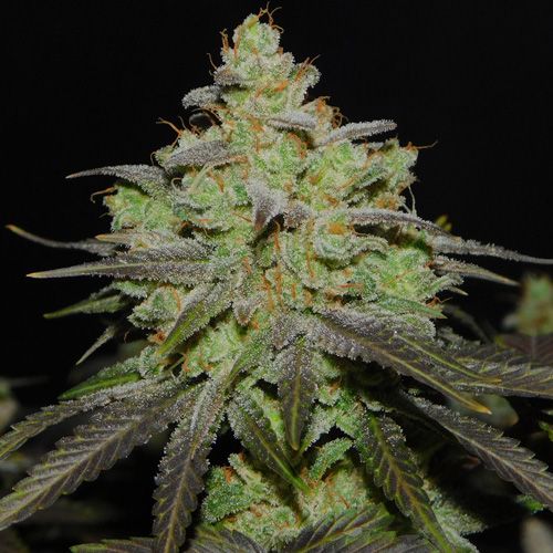 cali-og-kush