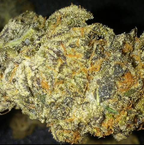 purple_punch_marijuana_strain
